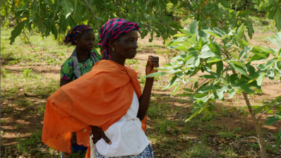 In Burkina Faso, L’Oréal commits to helping the 22,000 women who harvest the nuts used to produce shea butter