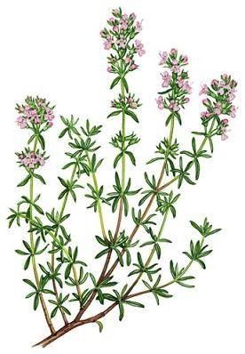 Researchers find greater antibacterial value in thyme than benzoyl peroxide