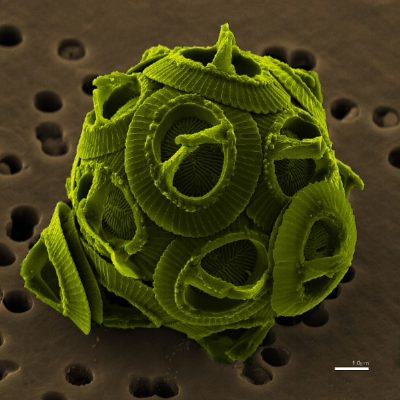 Microsopic image of algae, courtesy of Wikipedia
