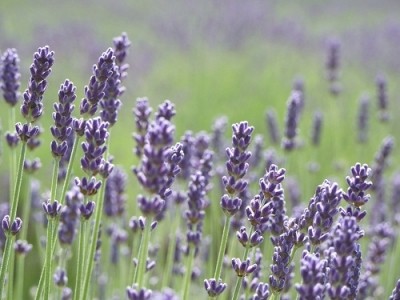 Are French lavender farmers losing the battle against warning labels?
