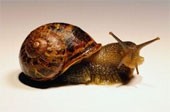First EU industrial-scale snail mucus plant to create 