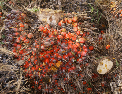 RSPO membership boosted as India ups interest in sustainable palm oil