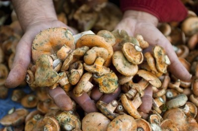A Singapore-based food start-up cultivating mushroom mycelium as an alternative protein source believes it can also serve the cosmetics industry as a natural, sustainable, and completely food-safe ingredient. [Getty Images]