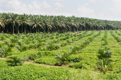 L’Oréal and Beiersdorf Lead Sustainable Palm Oil Sourcing Commitment