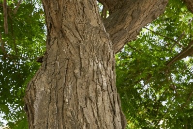 Rosewood Tree © seven75 Getty Images