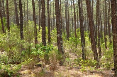Pycnogenol is a combination of procyanidins, bioflavonoids and organic acids extracted from the bark of the maritime pine.   Image © Pack-Shot / Getty Images 