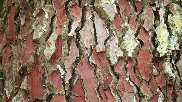 Study suggests pine bark extract contributes to skin hydration and reduces pigmentation