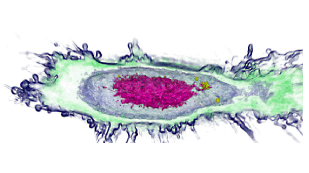 cell image via Nanolive SA
