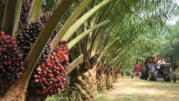 Palm oil: BASF responds to the 'decisive factor' of sustainability