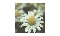 Chamomile Flower CO2 extract for Skin Calming
