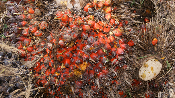 Sustainable palm oil is the only answer for cosmetics industry