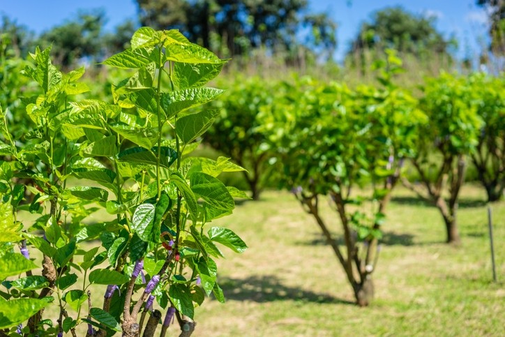 Clariant and PAT's biotech process to produce the mulberry tree root extract is eco-friendly and 100% traceable (Getty Images)