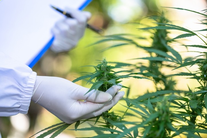 Treehouse Biotech, now part of Next Frontier Brands, believes there is significant potential in the plethora of minor cannabinoids for beauty innovation (Getty Images)