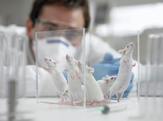 Since the 2013 EU Cosmetic Regulation ban on animal testing for cosmetic ingredients and cosmetic products, researchers found 63 REACH dossiers for cosmetic-only ingredients still conducted in vivo testing [Getty Images]