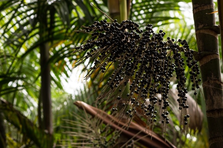 Açaí palm (Euterpe oleracea) is just one of the ingredients identified in this research with strong antioxidant and protective properties (Getty Images)