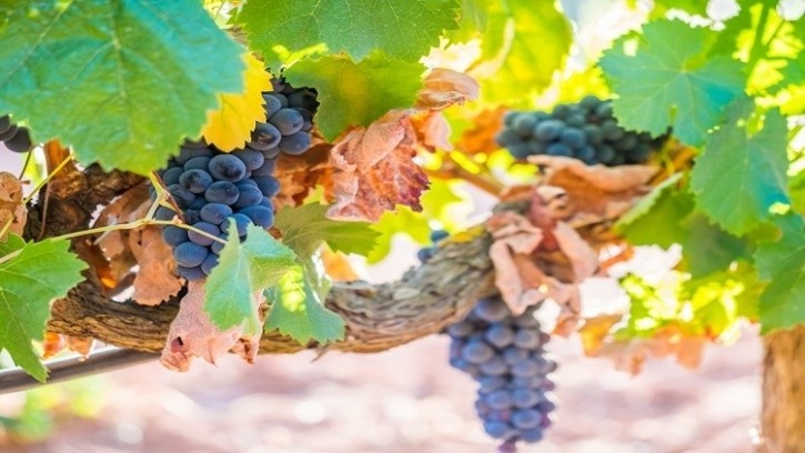 Resveratrol derivative may have potential as anti-allergy cosmetic ingredient: New study