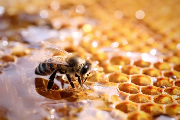 “'Much of the scientific literature described here has shown that beeswax can be a more natural approach to helping maintain skin hydration, easing inflammatory symptoms associated with skin diseases like atopic dermatitis or contact irritant dermatitis, and alleviating side effects of burns,'” the authors write. © Liudmila Chernetska Getty Images