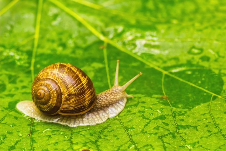 Snail slime “indirectly supports the recruitment of molecular pathways leading to new blood vessel formation,” the authors write. © valentinrussanov Getty Images