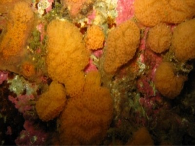 EU project on deep-sea organisms claims to 'break new ground'