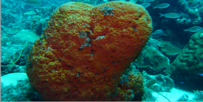 Reef sponges have potential to bring new developments to the industry