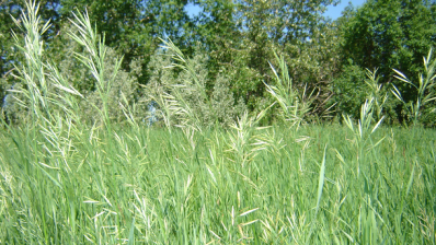 Researchers identify insect repelling compounds in sweetgrass