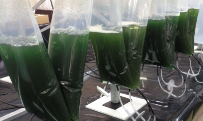 Scientists modify microalgae to convert sunlight into complex molecules for natural compounds