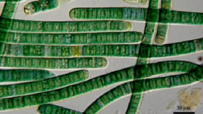Tricking biological clock could boost microalgae production