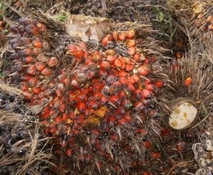 Personal care demand in Africa drives palm oil production