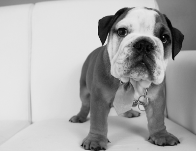 Bulldog makes the 'Good Scrub Guide' with commitment to microbead alternatives