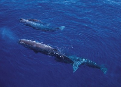 Sustainable technology developed to produce sperm whale extract for perfumes