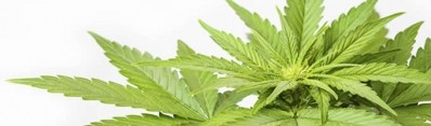 Medical Marijuana signs distribution deal for cosmetics application in Europe