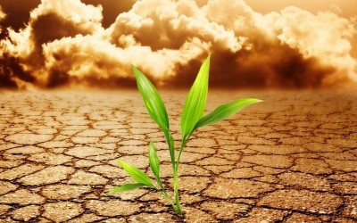 Plant stem cells and anti-pollution: a future direction for trend?