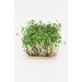 Extract of Cress Sprouts for a Broad Skin Protection to Prevent
Wrinkle Formation