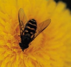 OLEOS uncovers extract harvested by bees for anti-aging