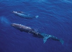 Sperm whale found with unusual amount of ambergris promising for EU perfume makers