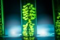 Microphyt works with a patented process to create a range of microalgae varieties in a low-carbon, controlled environment [Getty Images]