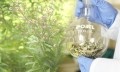 Monteloeder has spent two decades working closely with lemon verbena to uncover its myriad benefits and find the the best methods for extraction