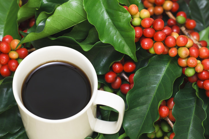 A cup of coffee next to coffee cherries.